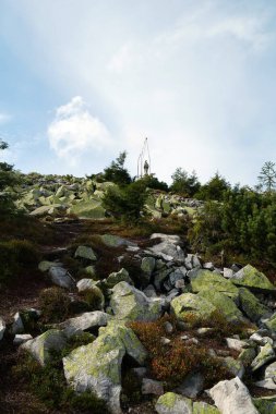 Gorgany 'de sarı liken taşları. Batı Ukrayna' da Chornohora sınırına komşu Doğu Karpatlar 'daki dağ sıraları. 1542 metre Hamster Mount 'a bakın.