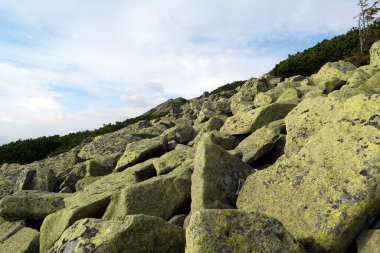 Gorgany 'de sarı liken taşları. Batı Ukrayna' da Chornohora sınırına komşu Doğu Karpatlar 'daki dağ sıraları. Syniak Dağı 'na bak, 1665 metre