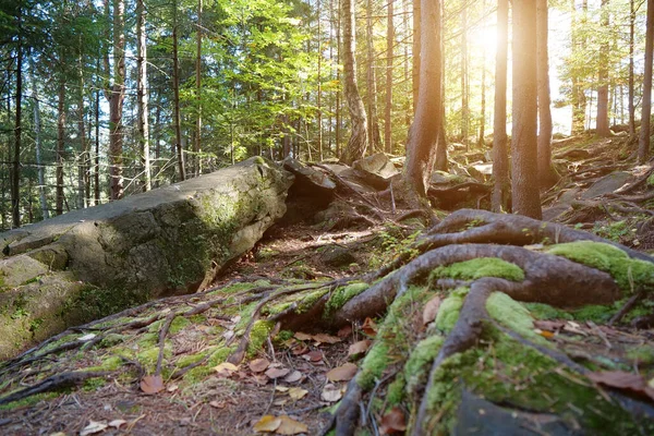 絵のように美しい野生動物 緑の苔で覆われた地面と石 美しい夕日 — ストック写真
