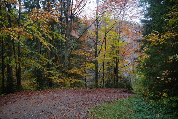 Piękny Jesienny Las Karpatach Niesamowity Charakter Ukraińskich Karpat — Zdjęcie stockowe