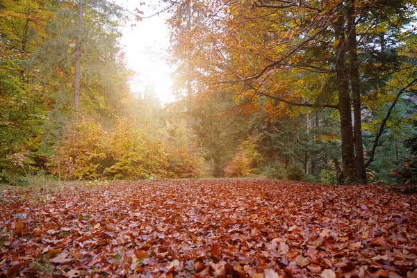 Pěkné Místo Podzimním Lese Krásný Západ Slunce Lese Mýtina Barevnými — Stock fotografie
