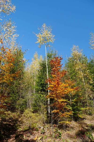 Schöner Herbstwald Den Karpaten Erstaunliche Natur Der Ukrainischen Karpaten — Stockfoto