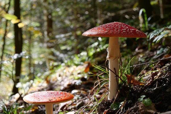 Große Rote Fliegenagarie Wächst Herbstholz Malerischer Ort Herzen Des Waldes — Stockfoto