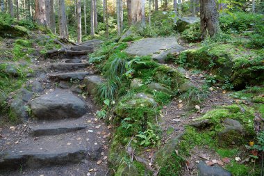 Güzel vahşi yaşam, ormanın yoğun, yeşil yosun kaplı zemin, dağa çıkan taş basamaklar, arka planda güzel güneş.