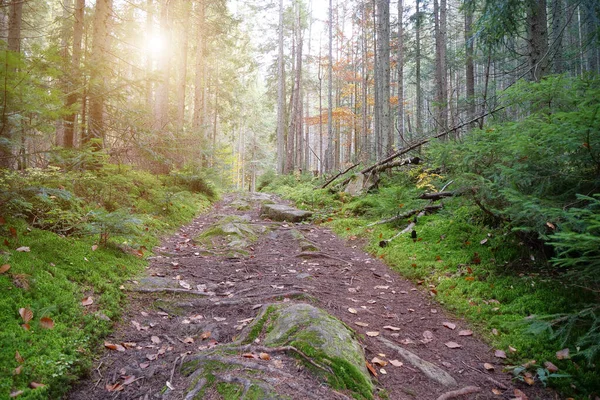Schöne Untergehende Sonne Wald Mit Nadelbäumen Und Grünem Moos — Stockfoto