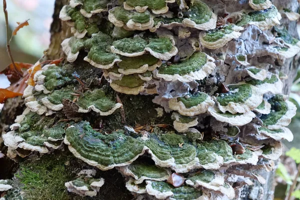 Grüner Pilz Wächst Auf Einem Baum — Stockfoto