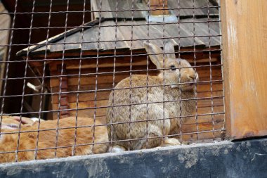 Kafesteki güzel tavşanlar