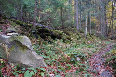 Karpat dağlarında güzel bir sonbahar ormanı. Ukrayna Karpatlarının şaşırtıcı doğası