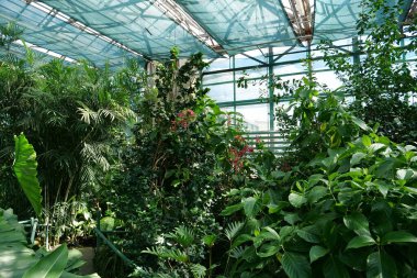 Green plants grows in greenhouse. Cultivation and protection of rare plant species listed in the Red Book. Green trees in hothouse, environmental safety and reliability