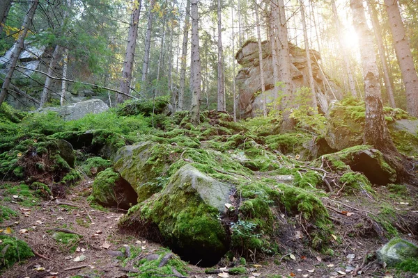 Malerische Tierwelt Dichter Wald Felsen Mit Grünem Moos Bedeckter Boden — Stockfoto