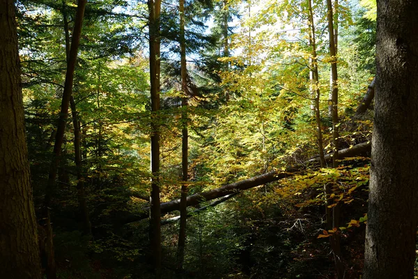 Krásný Podzimní Les Karpatských Horách Úžasná Povaha Ukrajinských Karpat — Stock fotografie