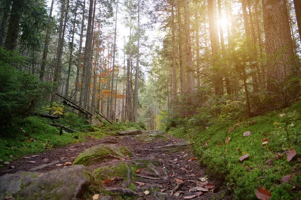 Útvonal Gyönyörű Őszi Erdőben Levél Hullik Lombozat Fekszik Erdőben Fák — Stock Fotó