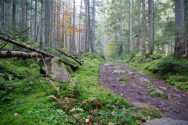 美しい野生動物 森の厚さ 緑の苔で覆われた地面と石 — ストック写真