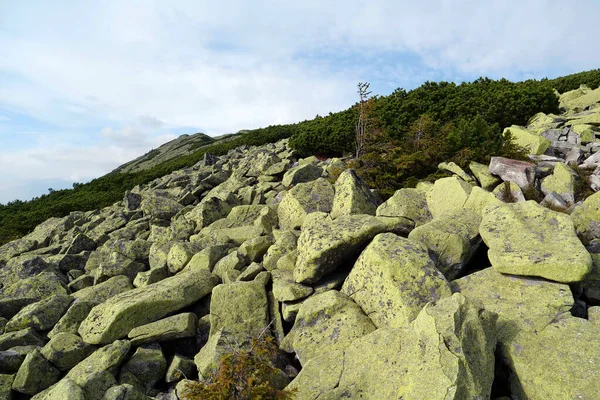 ゴルガニーの黄色の地衣類で覆われた石 チョルノホラ山脈に隣接する外東カルパティアの西ウクライナの山脈 Syniakマウントへの表示 1665M — ストック写真