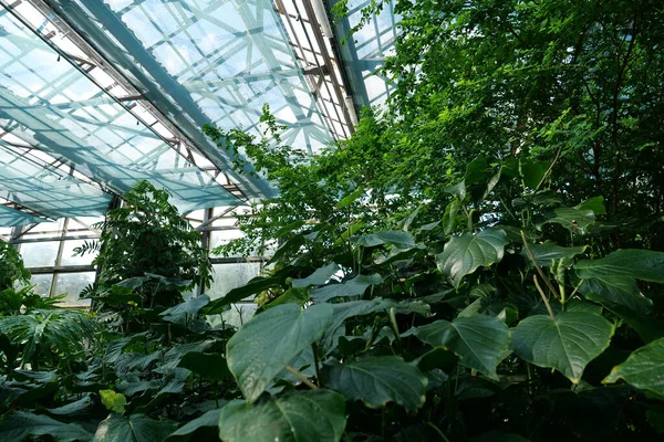 Beautiful Green Plants Grows Hothouse Healthy Green Trees Greenhouse Ecological — 스톡 사진