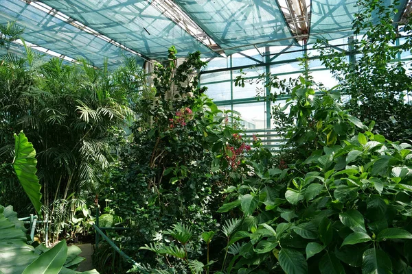 緑の植物は温室で成長する レッドブックに記載されている珍しい植物種の栽培と保護 家の中の緑の木 環境安全と信頼性 — ストック写真