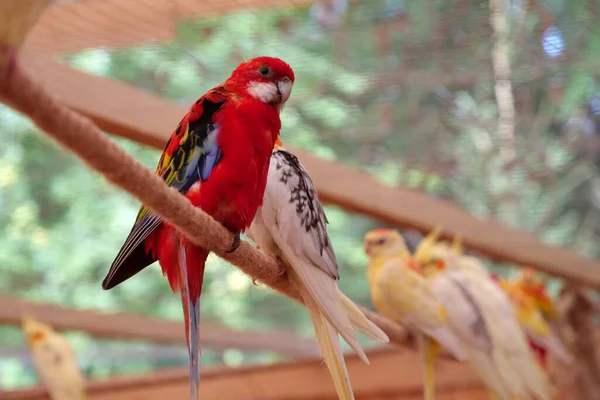 Parrots Colorful Feathers Sits Rope — 图库照片