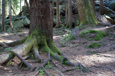 Resimli vahşi yaşam, ormanın yoğunluğu. Ağaçların köklerinde ve taşlarda güzel yeşil yosunlar