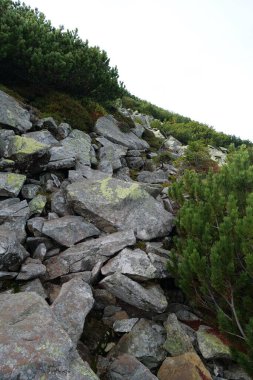 Gorgany 'de sarı liken taşları. Batı Ukrayna' da Chornohora 'ya komşu Doğu Karpatlar' da dağ sıraları.