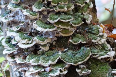 bir ağaç büyüyen yeşil mantar