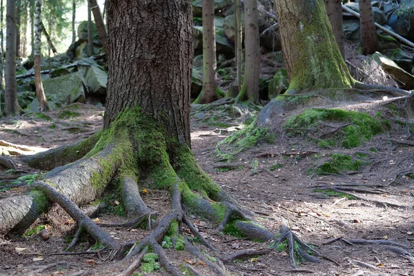 Resimli vahşi yaşam, ormanın yoğunluğu. Ağaçların köklerinde ve taşlarda güzel yeşil yosunlar