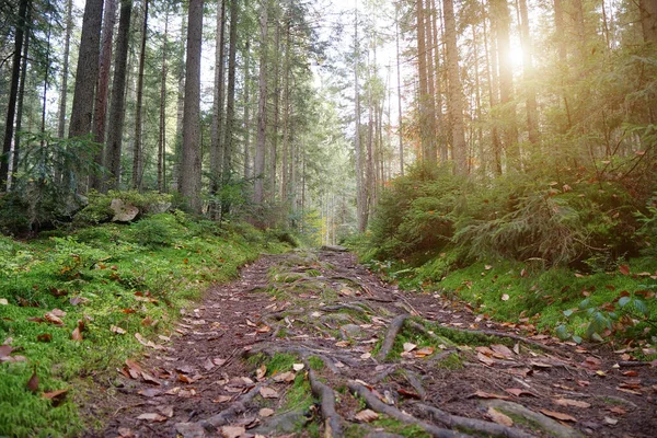 Solnedgång Den Vackra Skogen Med Barrträd Och Grön Mossa Pittoresk — Stockfoto