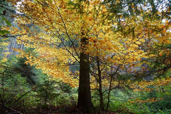 Beautiful Autumn Forest Carpathian Mountains Amazing Nature Ukrainian Carpathians — Stock Photo, Image