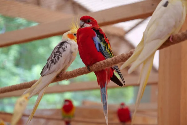 Vackra Papegojor Med Färgglada Fjädrar Sitter Ett Rep — Stockfoto