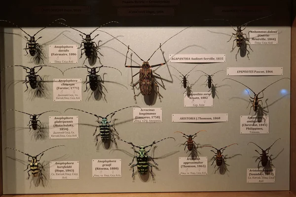 Kyiv Ukraine Julho 2022 Coleção Entomológica Besouros Raros Diferentes Países — Fotografia de Stock