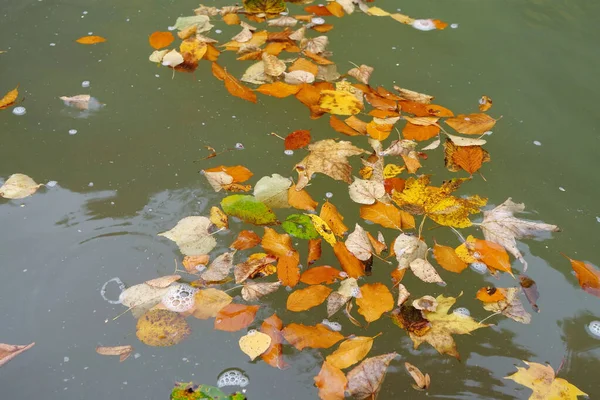 Autumn Leaves Drift River — Stock Photo, Image