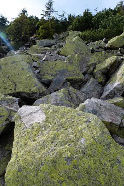 Kamienie Pokryte Żółtym Porostem Gorganach Pasmo Górskie Zachodzie Ukrainy Karpatach — Zdjęcie stockowe