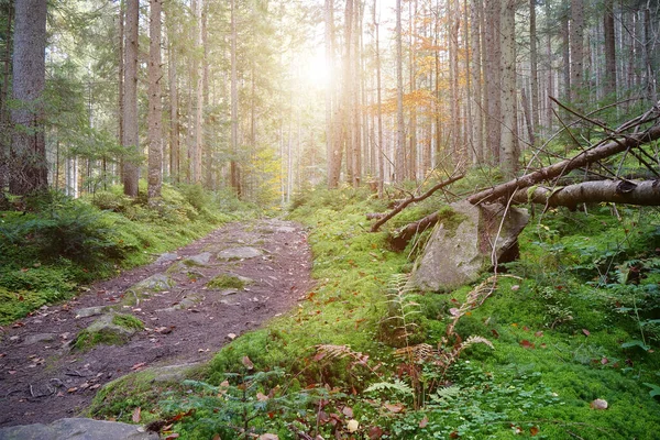 Sehr Schöner Wald Malerischer Ort Wald Schöner Herbstwald Und Sonnenuntergang — Stockfoto