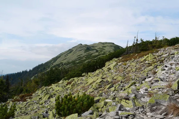 在Gorgany山脉覆盖着黄色苔藓的石子 乌克兰西部外的东喀尔巴阡山脉 紧邻Chornohora山脉 查看Syniak山 1665M — 图库照片