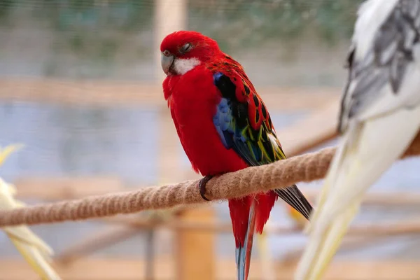 Papagaio Com Penas Coloridas Senta Corda Com Olhos Fechados — Fotografia de Stock