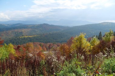 Karpat dağlarında güzel bir sonbahar ormanı. Ukrayna Karpatlarının şaşırtıcı doğası