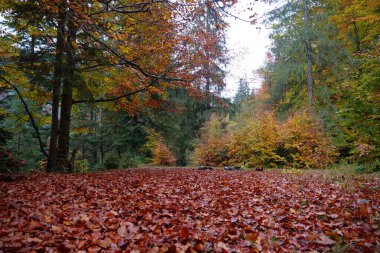 Karpat dağlarında güzel bir sonbahar ormanı. Ukrayna Karpatlarının şaşırtıcı doğası