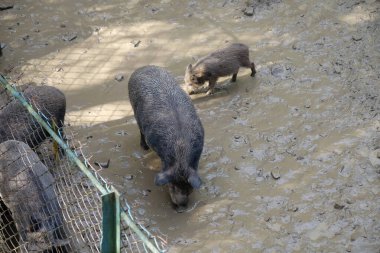 Hayvanat bahçesindeki yaban domuzları