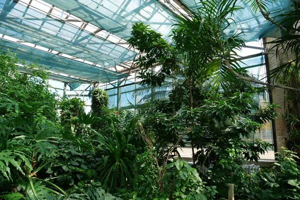 Green Plants Grows Greenhouse Cultivation Protection Rare Plant Species Listed — Zdjęcie stockowe