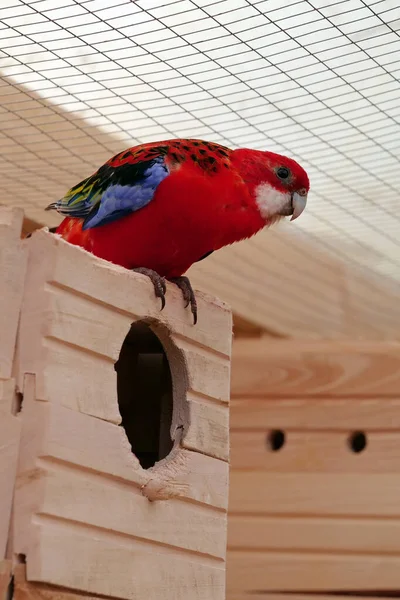 Vacker Flerfärgad Papegoja Sitter Fågelholk — Stockfoto