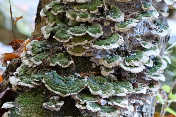 Grüner Pilz Wächst Auf Einem Baum — Stockfoto