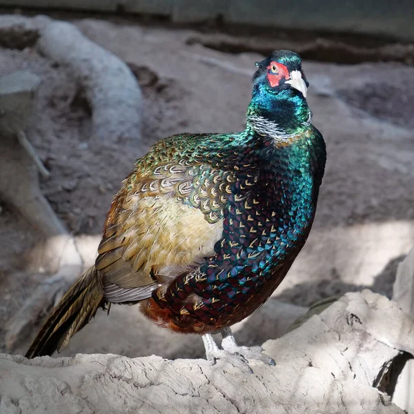 Kuşlar Için Kuşhanede Güzel Renkli Bir Kuş — Stok fotoğraf