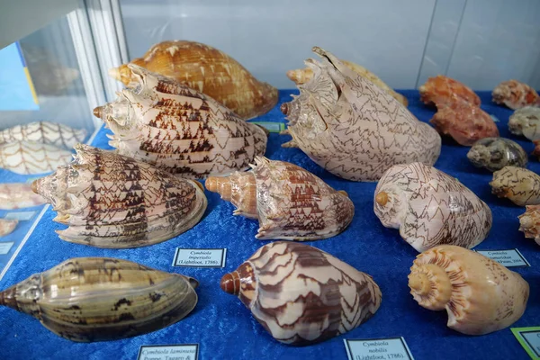 Киев Украина Ноября 2023 Кораллы Раковины Другие Морские Животные Центральном — стоковое фото