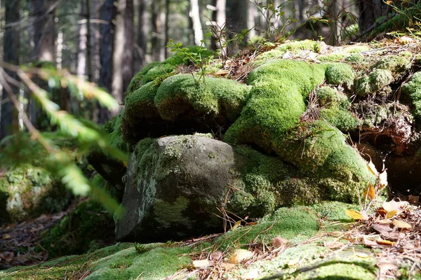 Picturesque Wildlife Thick Forest Beautiful Green Moss Stones Roots Trees — Stock Photo, Image