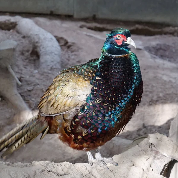Mooie Kleurrijke Vogel Een Volière Voor Vogels — Stockfoto