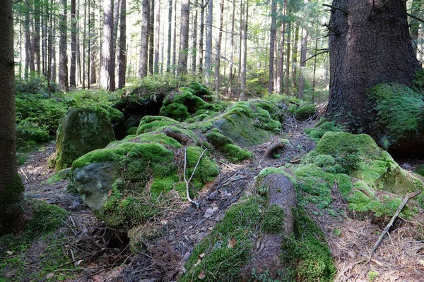 美丽的野生动物 茂密的森林 石头和树根上美丽的绿色苔藓 — 图库照片