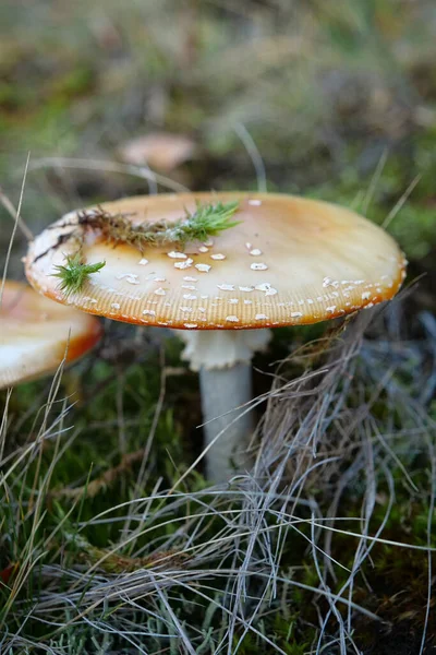 Ungenießbarer Pilz Wald — Stockfoto