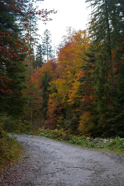 カルパチア山脈の美しい秋の森 ウクライナのカルパチア人の驚くべき性質 — ストック写真