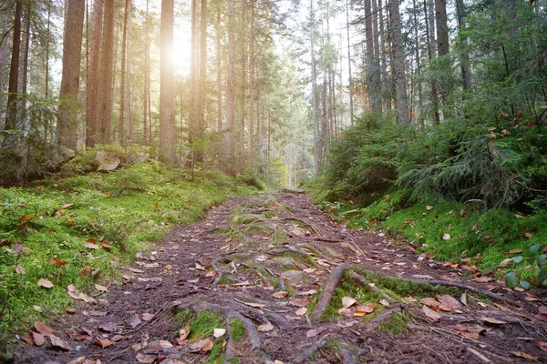 Őszi Erdő Tűlevelű Fákkal Zöld Moha Ragyogó Gyönyörű Lenyugvó Nap — Stock Fotó