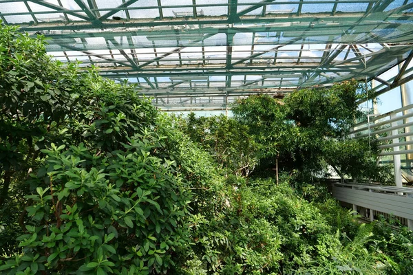 Beautiful Green Plants Grows Hothouse Healthy Green Trees Greenhouse Ecological — ストック写真