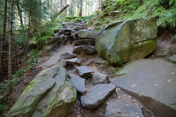 Beautiful Wildlife Thick Forest Green Moss Covered Ground Stone Steps Stock Image